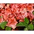 Rhododendron Azalea 'Geisha Orange'