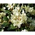 Rhododendron 'Wren'