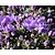 Rhododendron impeditum