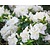 Rhododendron 'Arctic Tern'