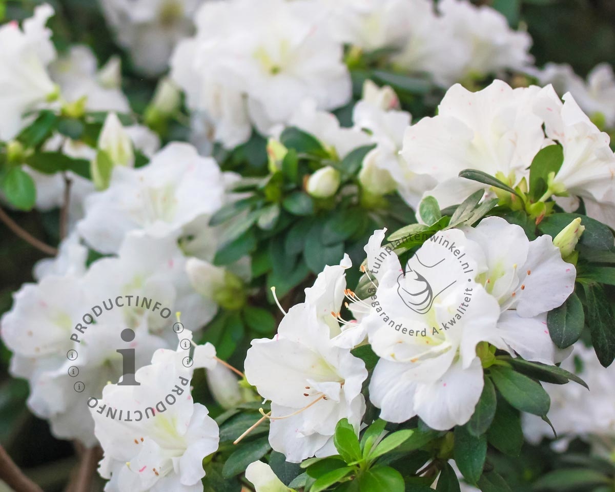 Rhododendron 'Arctic Tern'