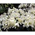 Rhododendron 'Dora Amateis'