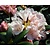 Rhododendron yakushimanum 'Grumpy'