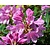 Rhododendron ponticum 'Graziella'