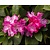 Rhododendron yakushimanum 'Sneezy'
