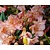 Rhododendron 'Tortoiseshell Orange'