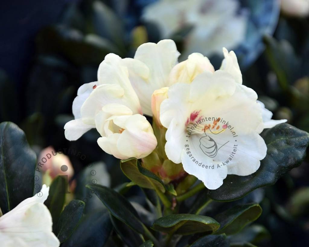 Rhododendron yakushimanum 'Flava'