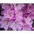 Rhododendron ponticum 'Variegatum'
