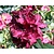 Rhododendron 'Marie Forte'