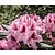 Rhododendron 'Cosmopolitan'