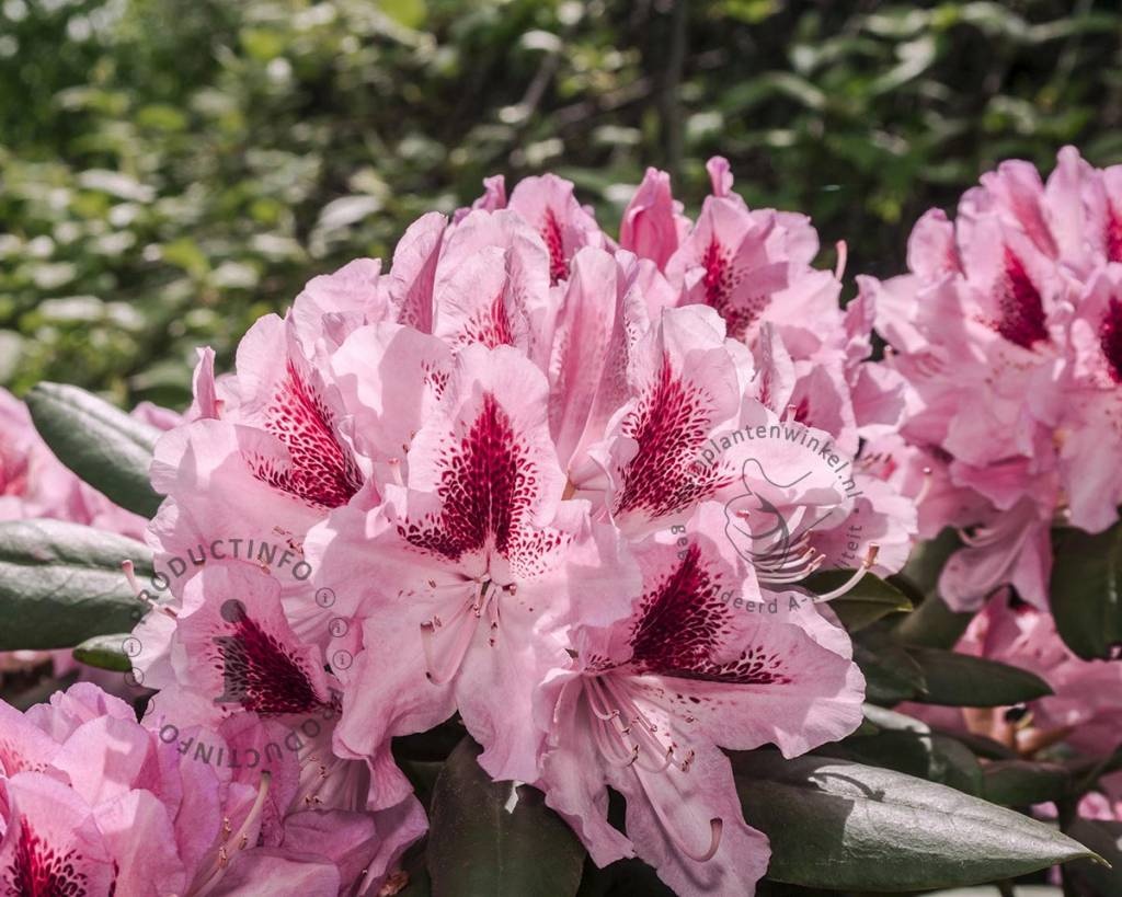 Rhododendron 'Cosmopolitan'