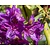 Rhododendron 'Marcel Menard'