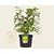 Forsythia intermedia 'Lynwood'