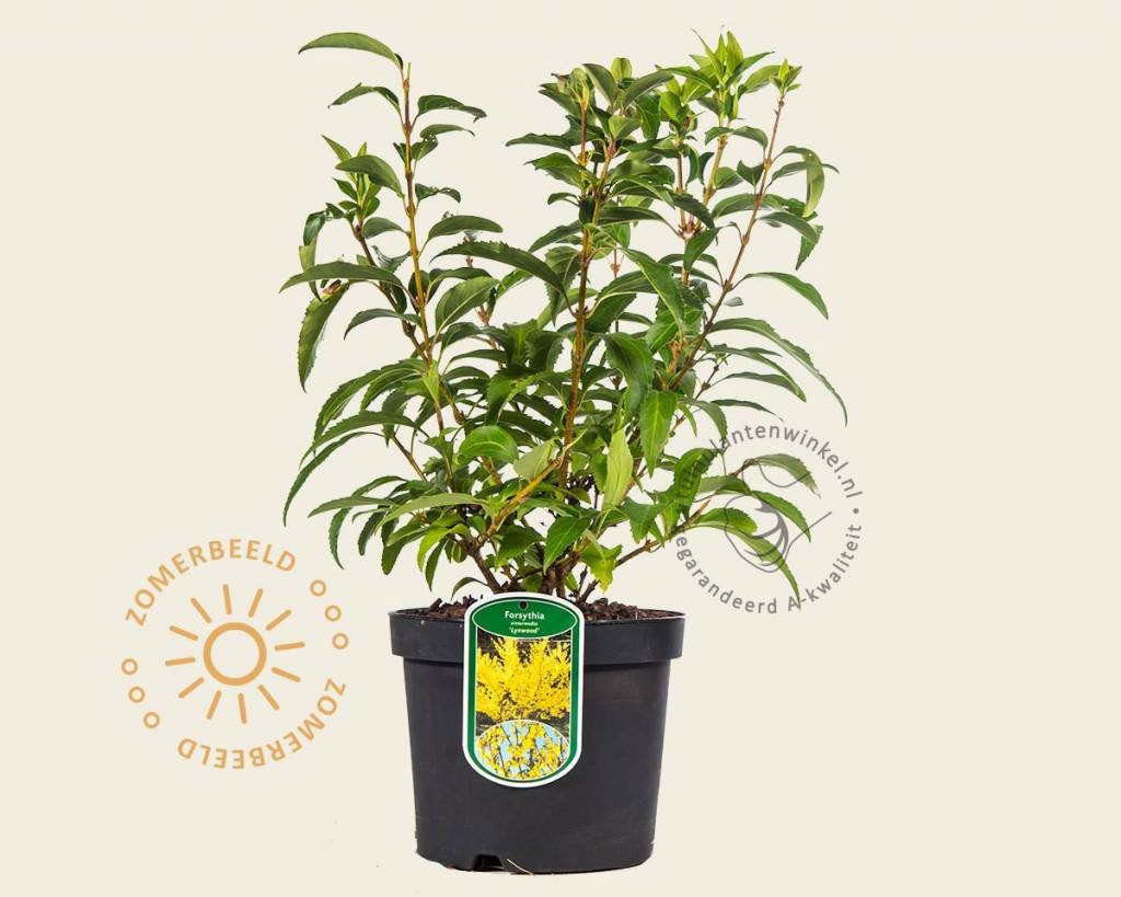 Forsythia intermedia 'Lynwood'