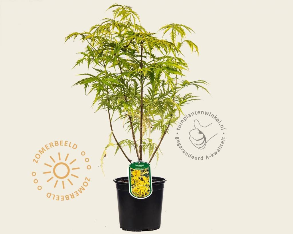 Sambucus racemosa 'Plumosa Aurea'