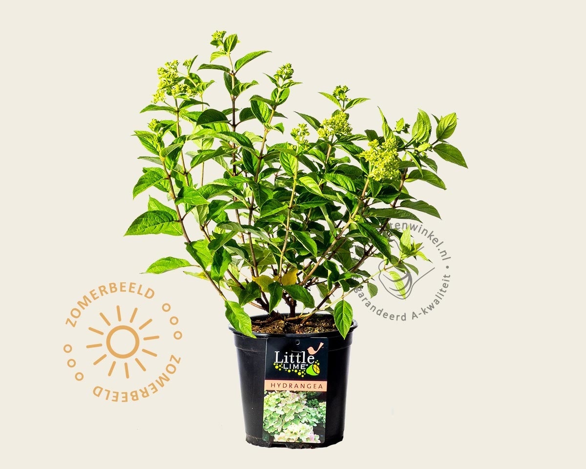Hydrangea paniculata 'Little Lime'