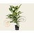 Mahonia media 'Charity'