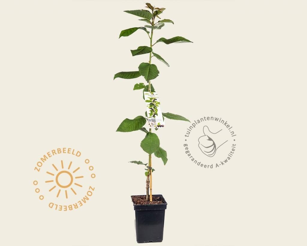 Prunus avium 'Sylvia' - zuilvorm