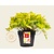 Heuchera 'Lime Marmalade'