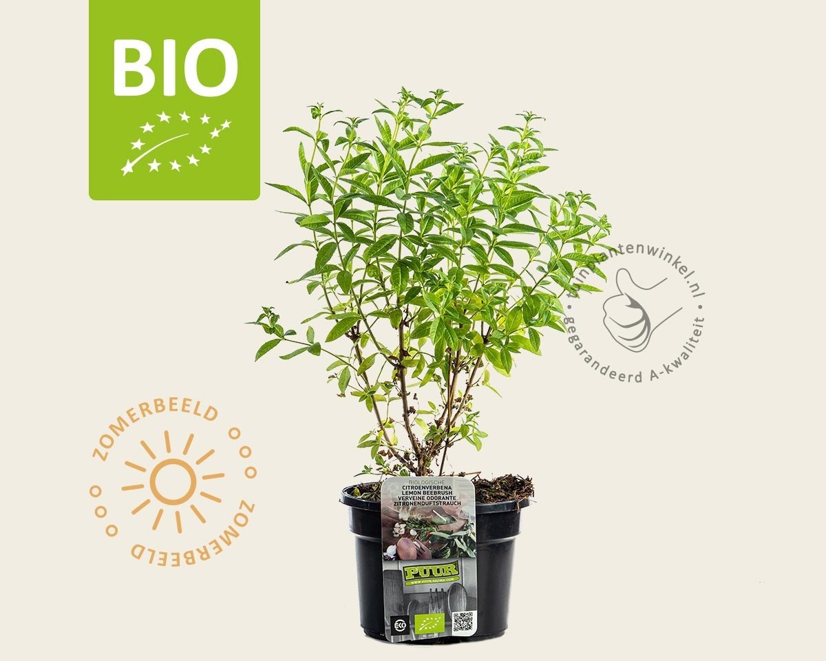 Aloysia triphylla Puur