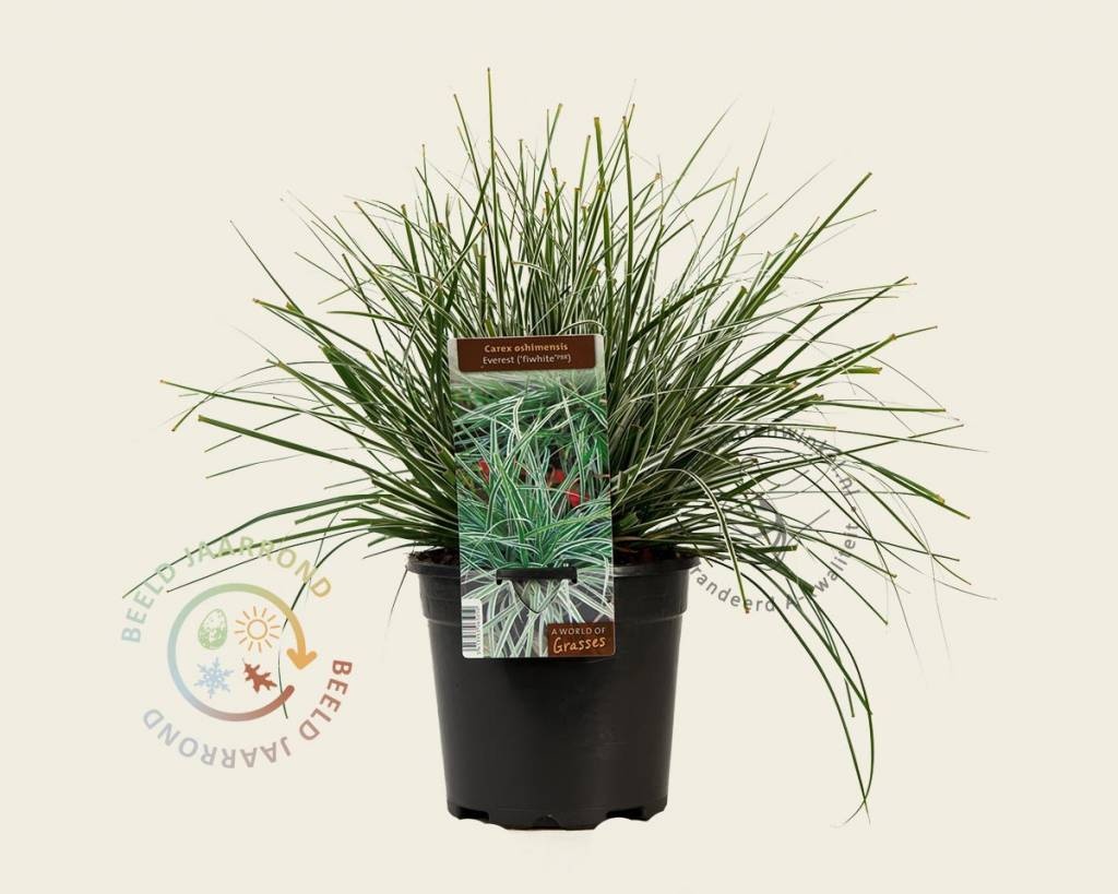 Carex oshimensis 'Everest'