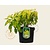 Philadelphus coronarius 'Aureus'