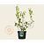 Philadelphus 'Virginal'