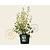 Philadelphus 'Manteau d'Hermine'