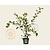 Amelanchier lamarckii