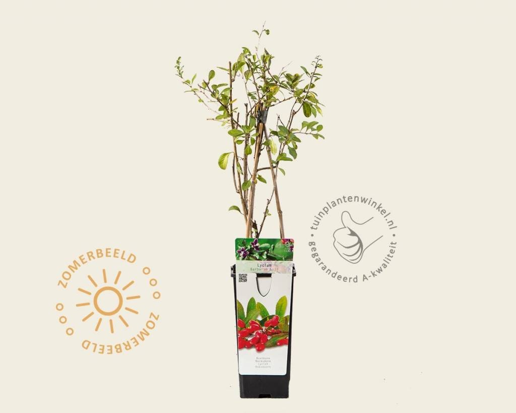 Lycium barbarum