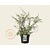 Spiraea cinerea 'Grefsheim'