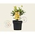 Osmanthus heterophyllus 'Goshiki'