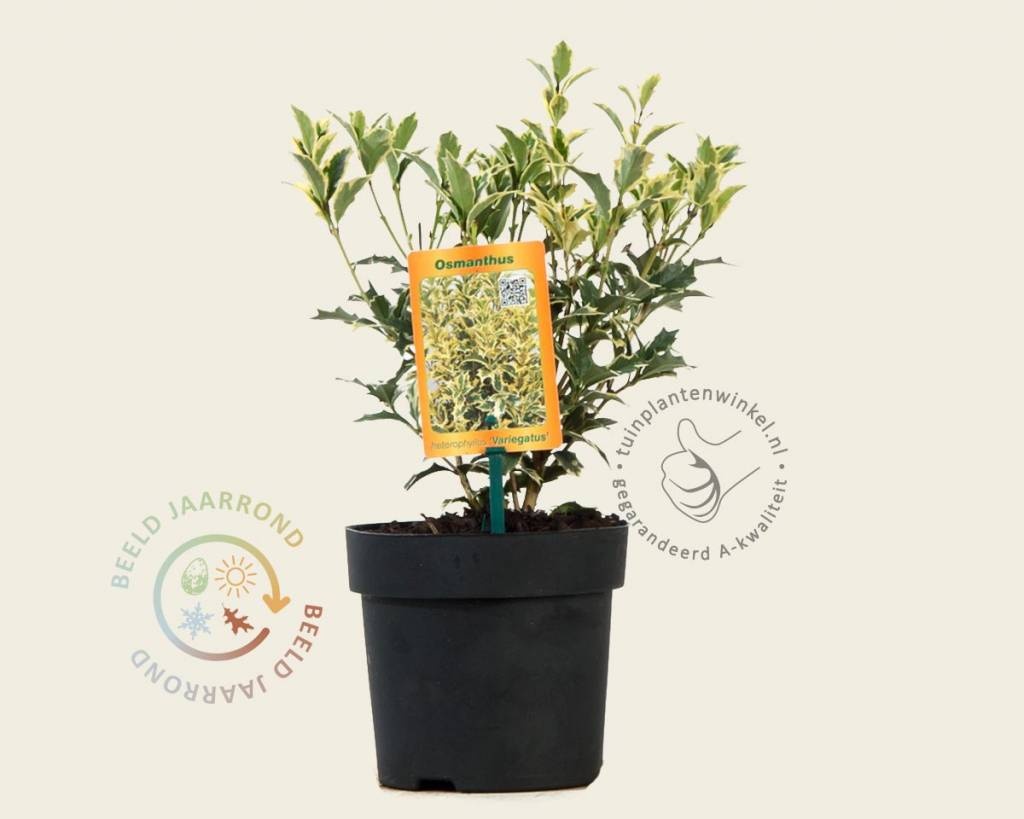 Osmanthus heterophyllus 'Variegatus'