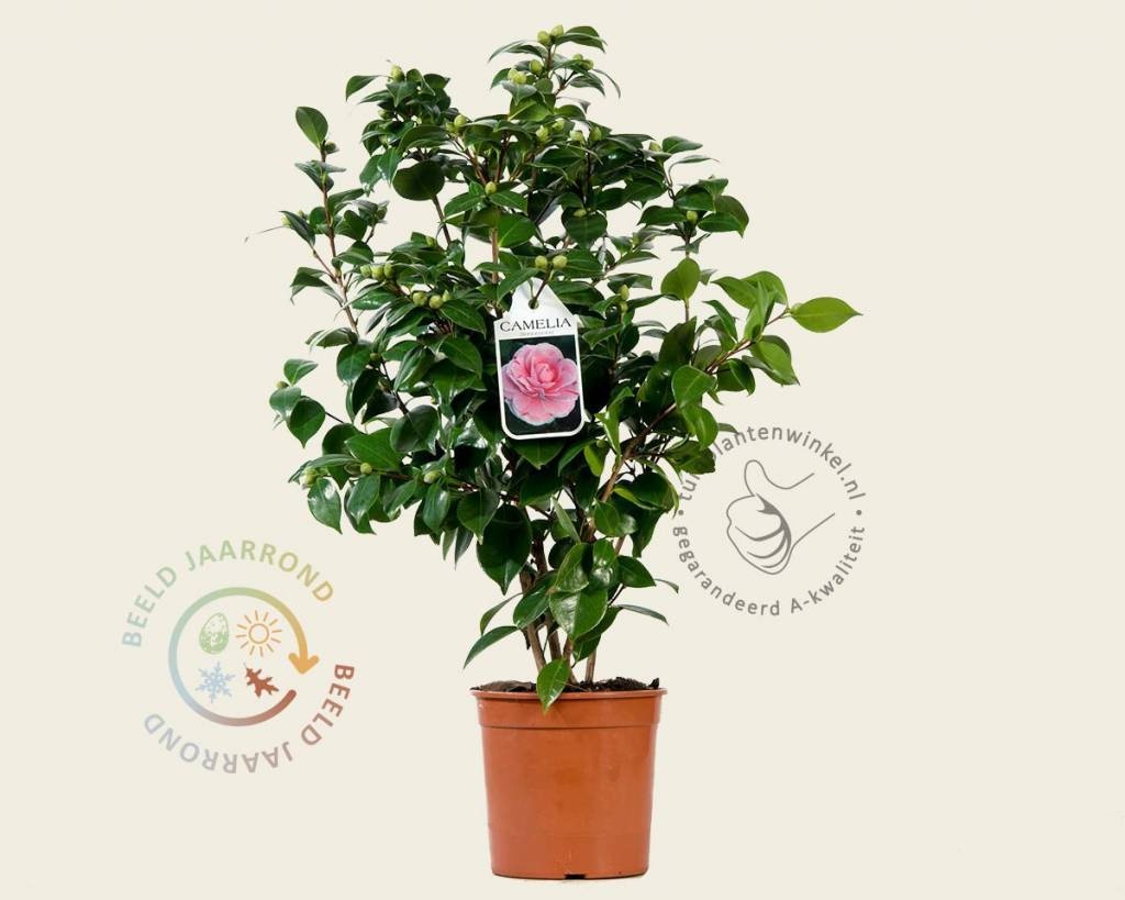 Camellia japonica 'Bonomiana'