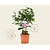 Camellia japonica 'Bonomiana'