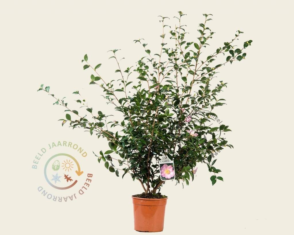 Camellia sasanqua 'Maiden's Blush'