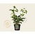 Viburnum opulus 'Compactum'