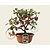 Malus 'Braendkjaer' - bonsai in schaal