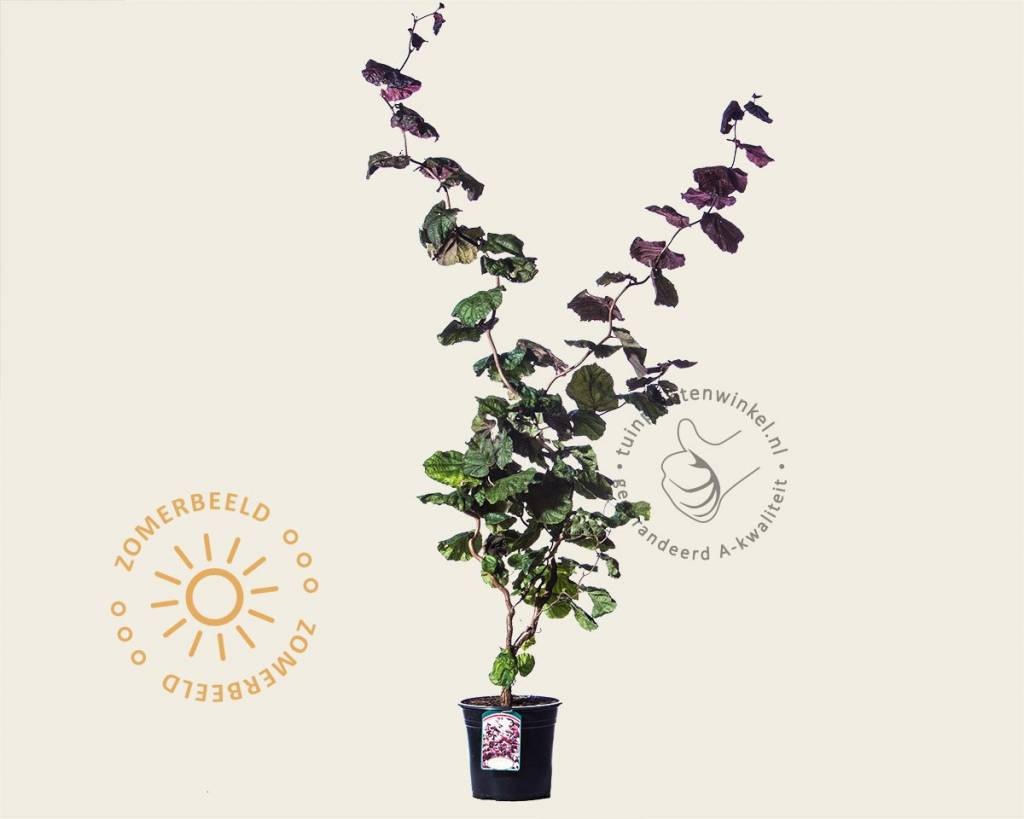 Corylus avellana 'Red Majestic'