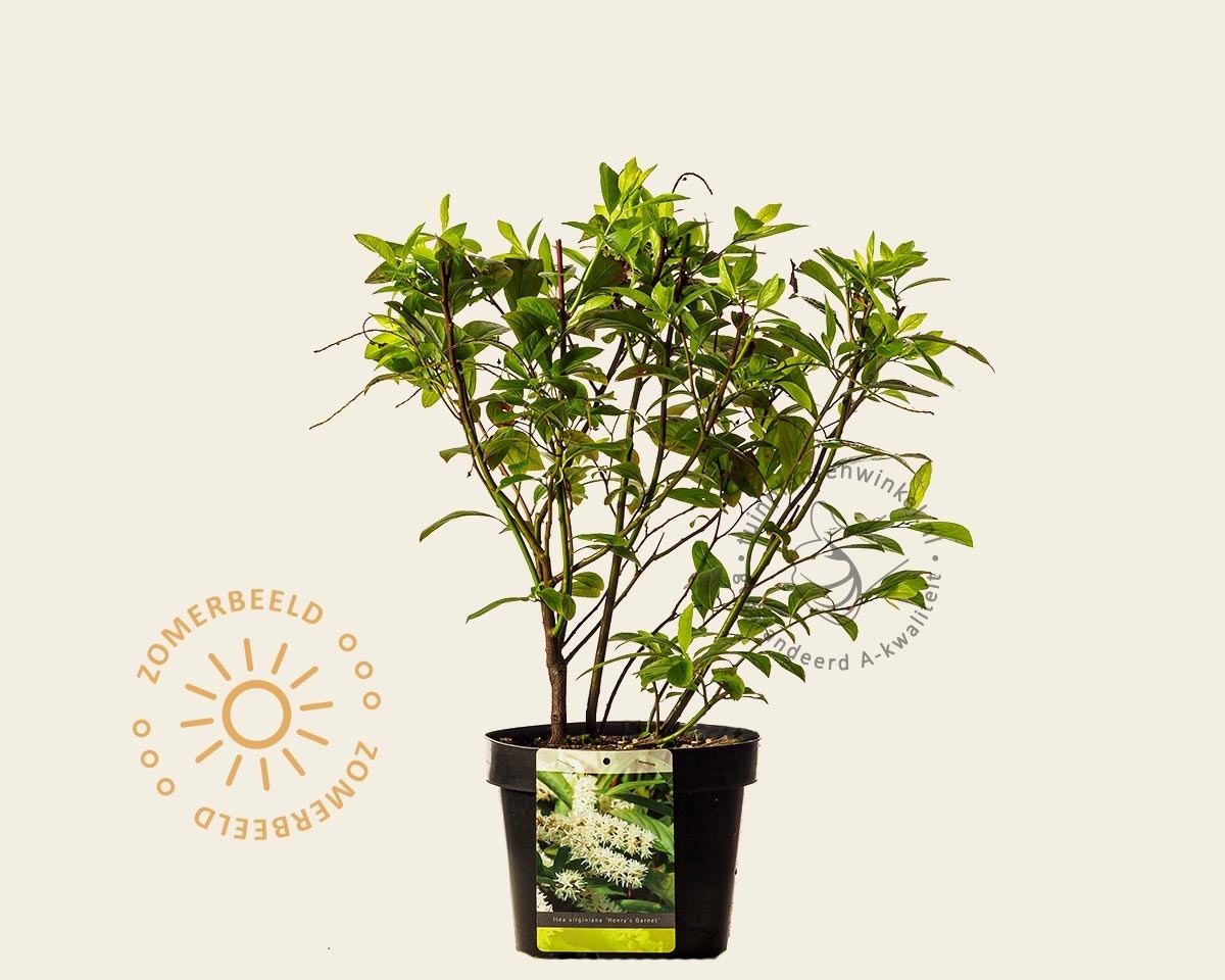 Itea virginica 'Henry's Garnet'