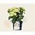 Hydrangea macrophylla 'Magical Harmony' (blauw)