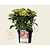 Hydrangea macrophylla 'Magical Harmony' (roze)