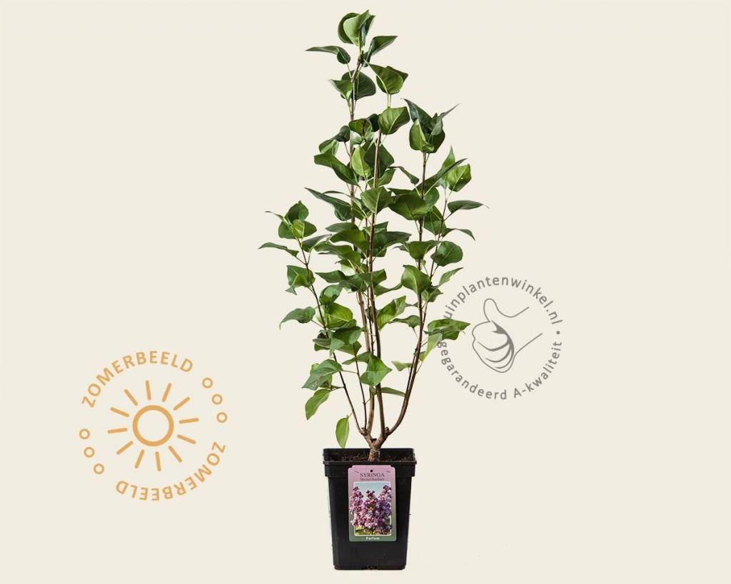 Syringa vulgaris 'Michel Buchner'