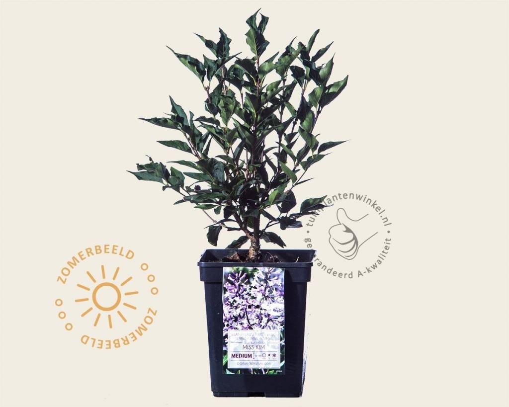 Syringa patula 'Miss Kim'