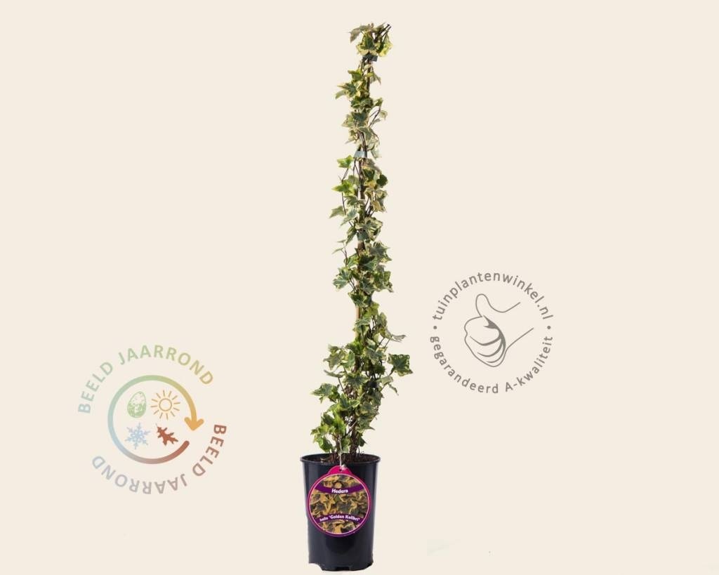 Hedera helix 'Golden Kolibri'