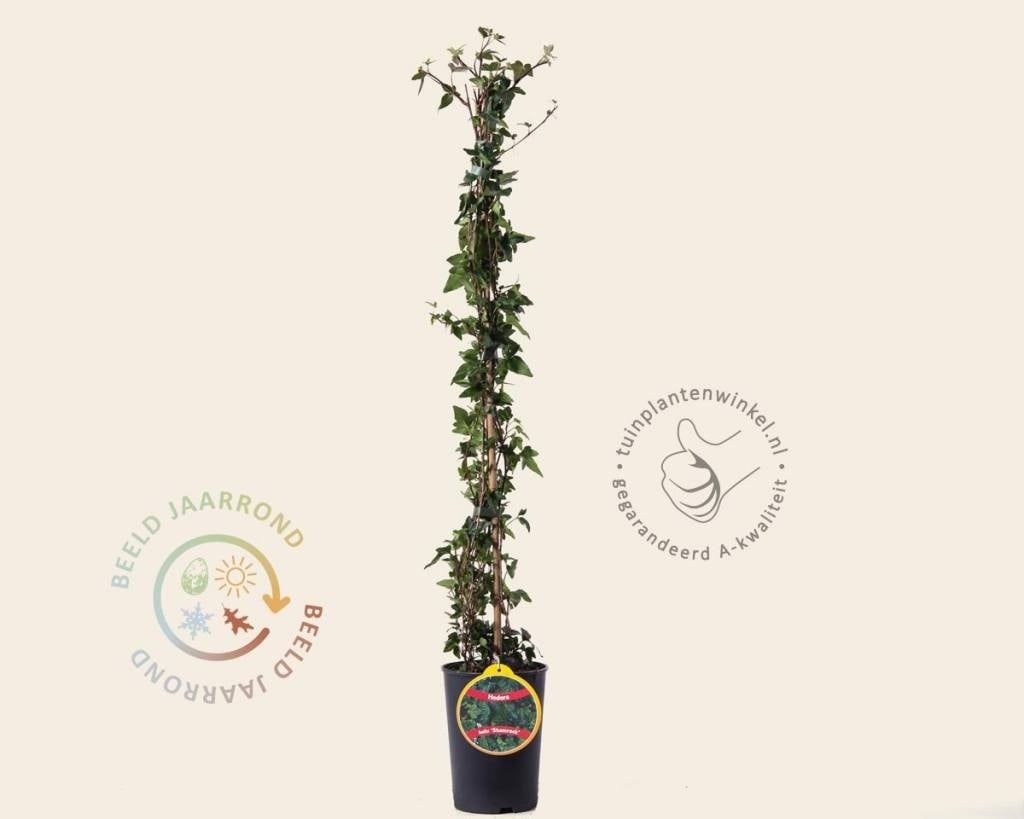 Hedera helix 'Shamrock'