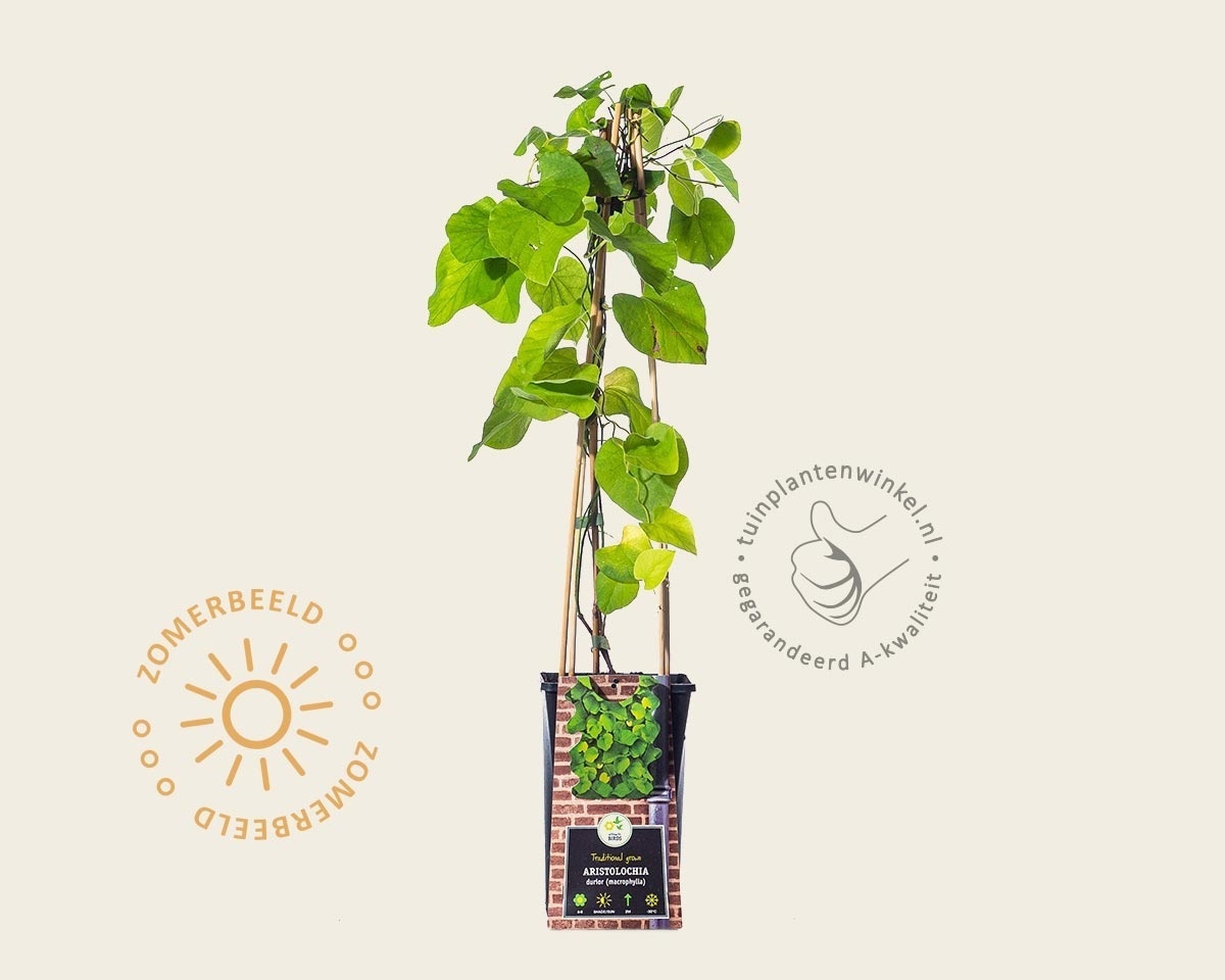 Aristolochia durior (macrophylla)