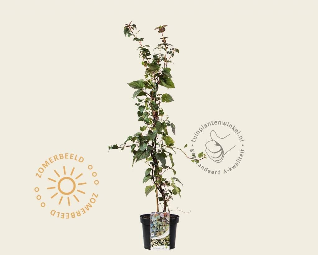 Schizophragma hydrangeoides 'Moonlight'