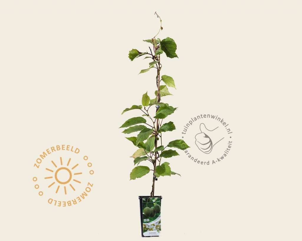 Actinidia deliciosa 'Hayward' (vrouwelijk)