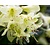 Rhododendron 'Shamrock'